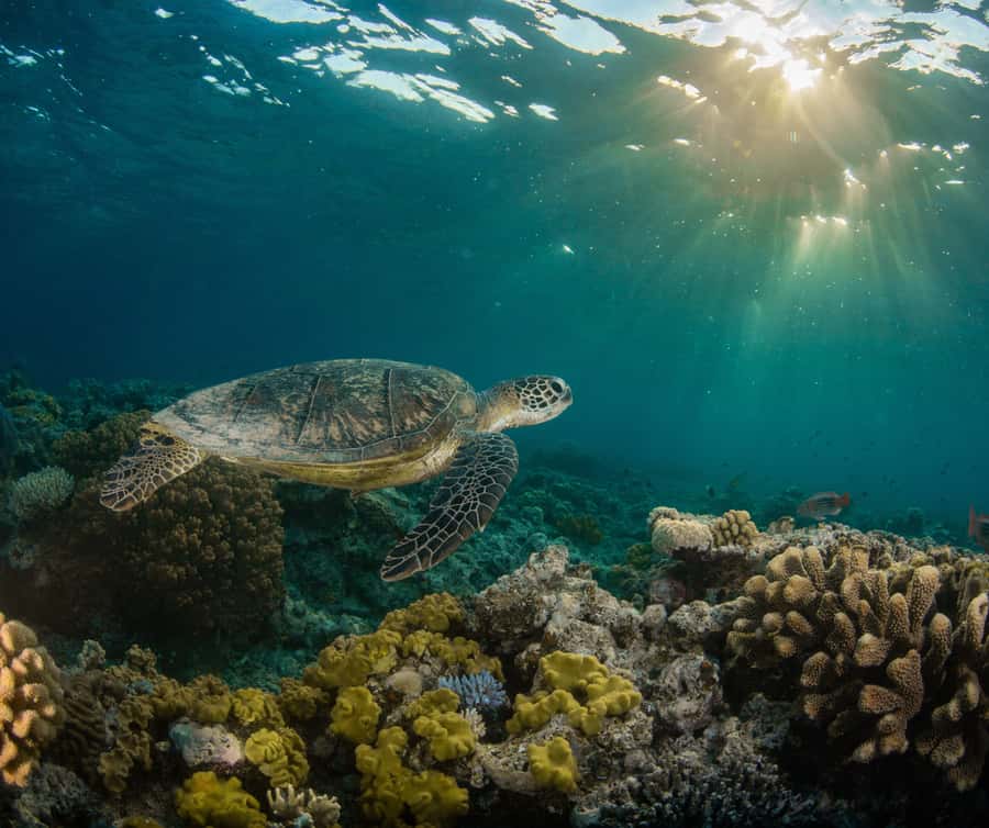 Gold Coast: Cook Island Marine Reserve Scuba Experience Dive - Timing, delays, and the return trip
