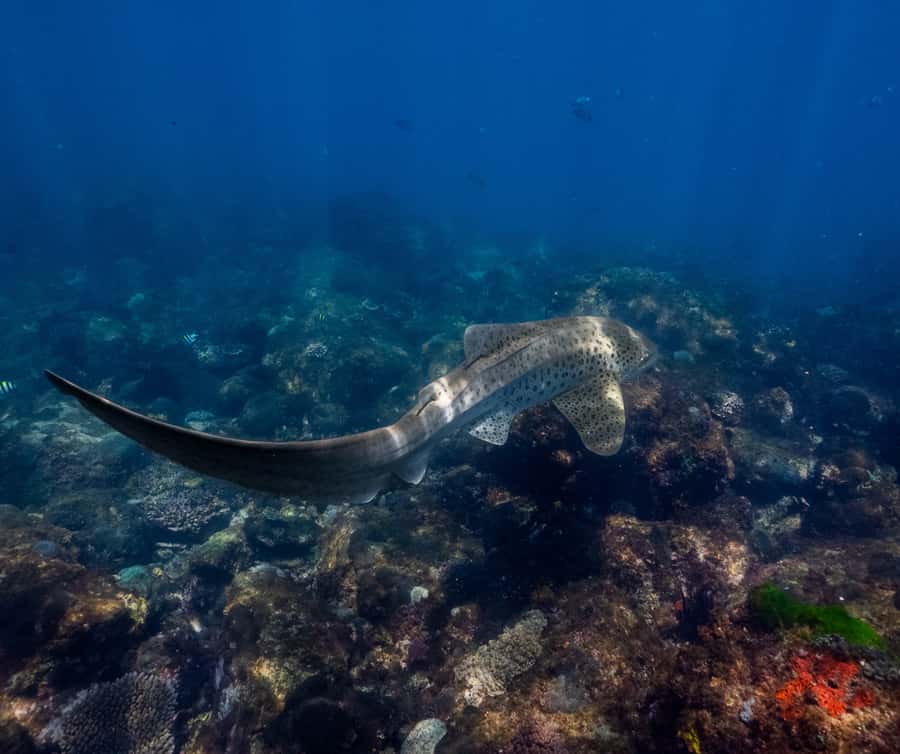 Gold Coast: Cook Island Marine Reserve Scuba Experience Dive - Who will enjoy this Cook Island experience?