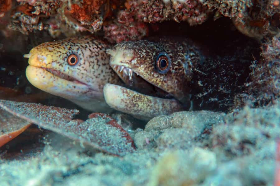 Gold Coast: Cook Island Marine Reserve Scuba Experience Dive - What the one-to-one instruction changes