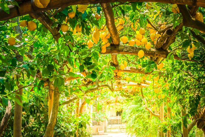 Hands-On Cooking Class & Farmhouse Tour on the Amalfi Coast - Why the terraced gardens matter