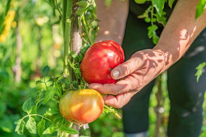 Hands-On Pizza Making Class & Farmhouse Tour with Sea Views - Walking through the lemon grove and vegetable garden