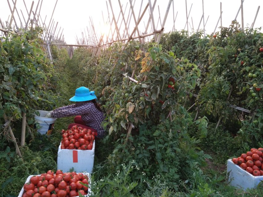 Hanoi Farm Tour and Cooking Class with Local Family - A market shaped by village life