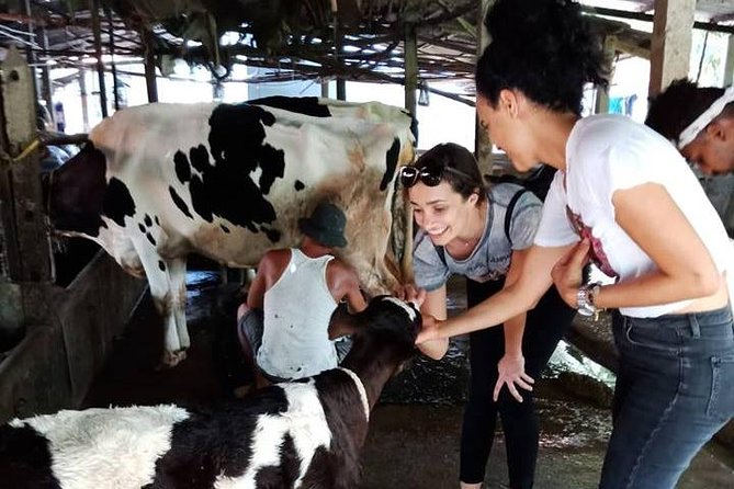 Ho Chi Minh City Full-Day Farm trip with Healthy Cooking Class - Meeting chickens, cows, pigs, and farm staff