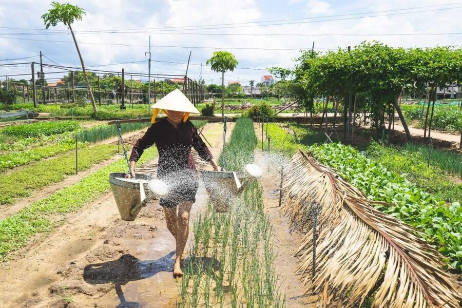 Hoi An: Authentic Cooking class in organic Herb Village - Cycling 20 minutes through rice fields