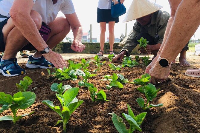 Hoi An Local Market and Vegetable Village Cooking Class - Tra Que Vegetable Village and the farming behind the flavor