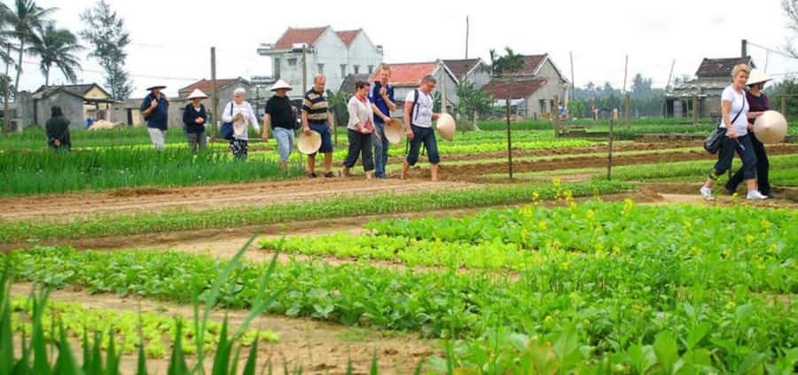 Hoi An: Tra Que Herb Village Cooking Class - Key points to know before you book