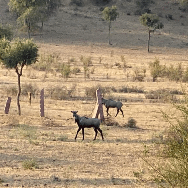 Jodhpur Desert Camel Safari With Cooking Class With Sumer - Should you book the Jodhpur camel safari and cooking class?