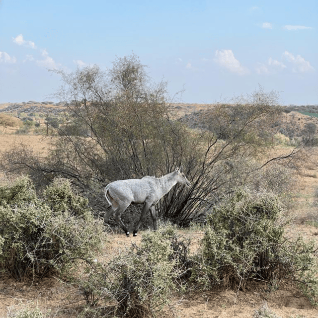 Jodhpur Desert Camel Safari With Cooking Class With Sumer - A closer look at rural Rajasthan