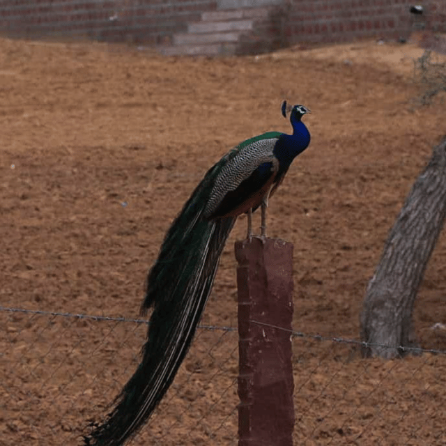 Jodhpur Desert Camel Safari With Cooking Class With Sumer - What the $32 price really covers