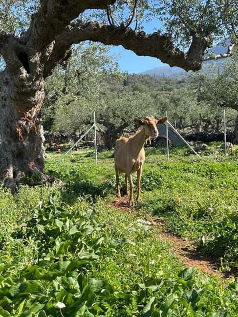 Kalamata: Farm-to-Table Experience with Cooking - Key points at a glance