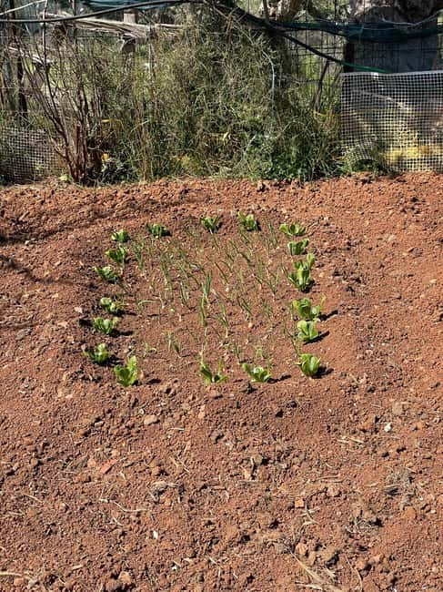 Kalamata: Farm-to-Table Experience with Cooking - A working farm, not just a cooking studio