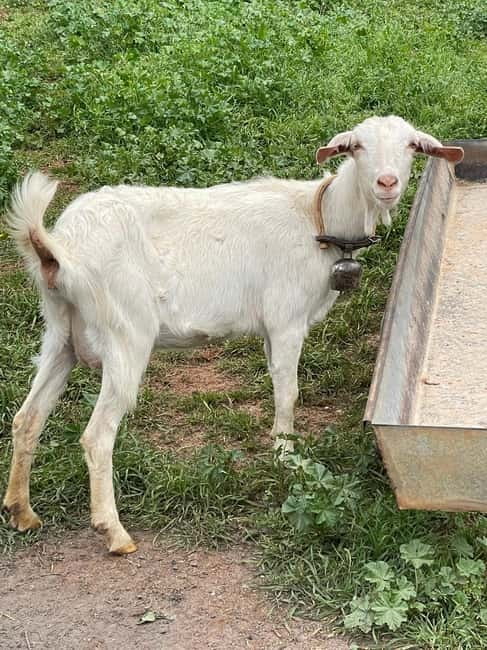 Kalamata: Farm-to-Table Experience with Cooking - Meeting the goats and other farm animals