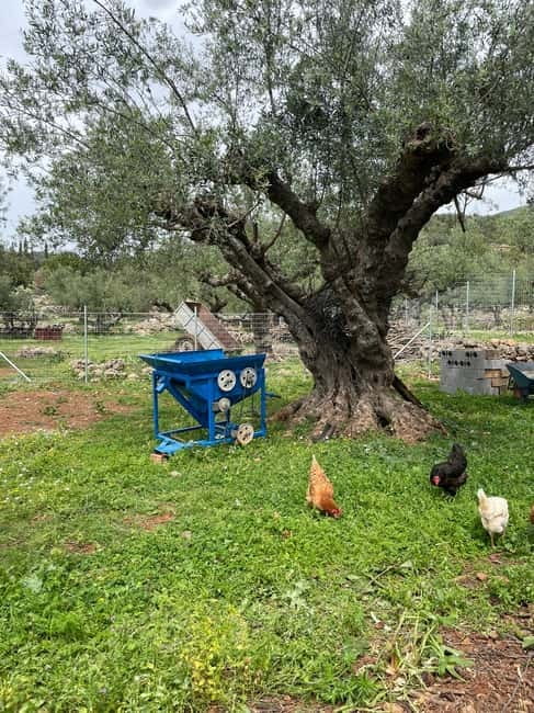 Kalamata: Farm-to-Table Experience with Cooking - What $141 includes, and what it does not