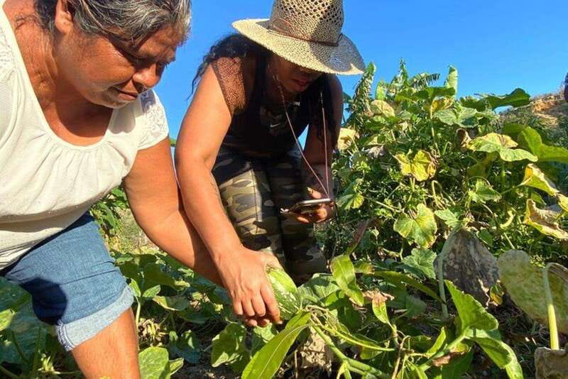 Los Cabos: Azteca Cactus Taco Farm to Table Cooking Class - Meeting goats and seeing local farm life