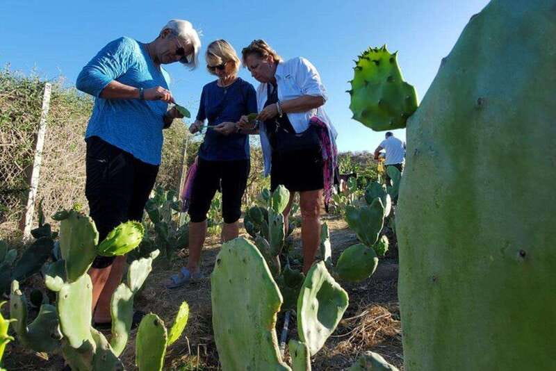 Los Cabos: Azteca Cactus Taco Farm to Table Cooking Class - The trip from Cabo to a working ranch