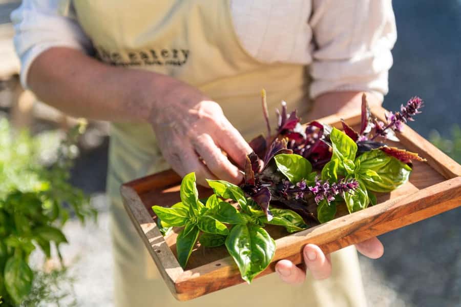 Maggie Beer's Farm Hands-on Cooking School and Lunch - Learning Maggie Beers seasonal approach