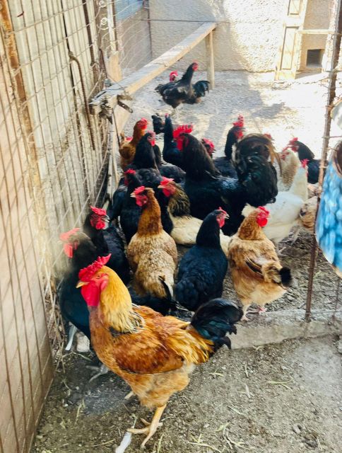 Melanes: Naxos Perivoli Farm & Cooking Class with Wood Fire - Greek dancing if you still have energy