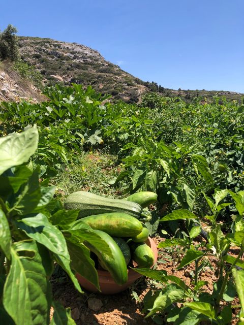 Melanes: Naxos Perivoli Farm & Cooking Class with Wood Fire - Practical planning for Melanes