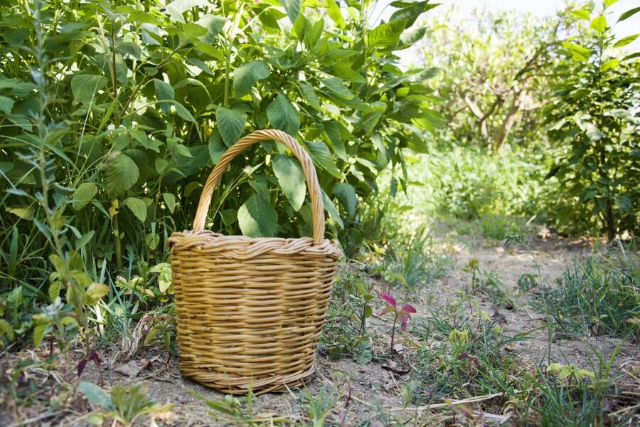 Naxos: Half-Day Cooking Class at Basiliko Family Tavern - Why this Naxos cooking class feels different