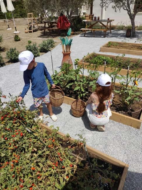 Naxos Town: Olive Oil Tasting & Baking in the Heart of Town - Who will get the most from this experience
