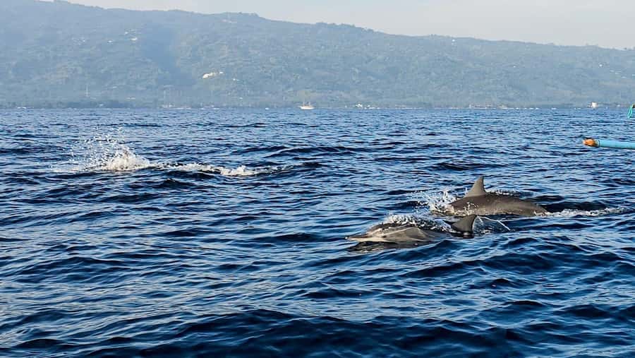 North Bali:Sunrise Dolphin Watching&CookingClass experience - Who will enjoy this most