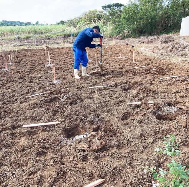 Okinawa: Traditional farming experience & cooking and a meal - Key points to know before booking