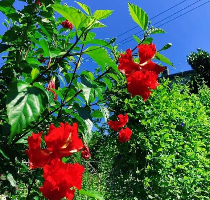 Okinawa: Traditional farming experience & cooking and a meal - Making kusu, Okinawa’s family-style seasoning