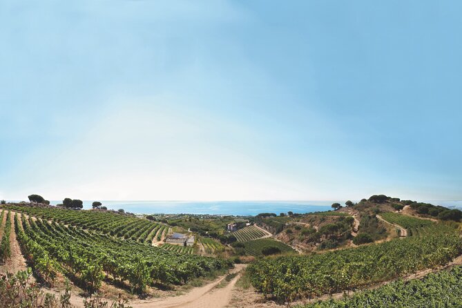 Paella Cooking Experience & Winery Tour from Barcelona - Who Will Get the Most From This Outing