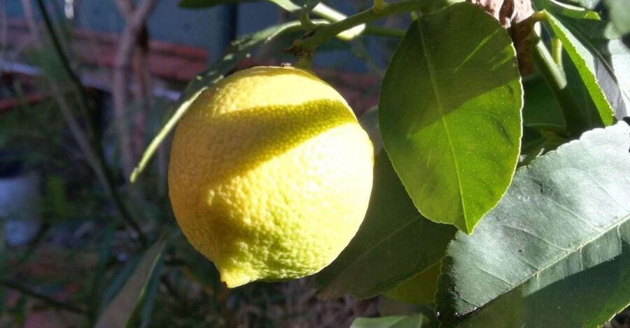 Palermo: Cooking and Limoncello Class - From Capo Market to Patrizia’s Kitchen