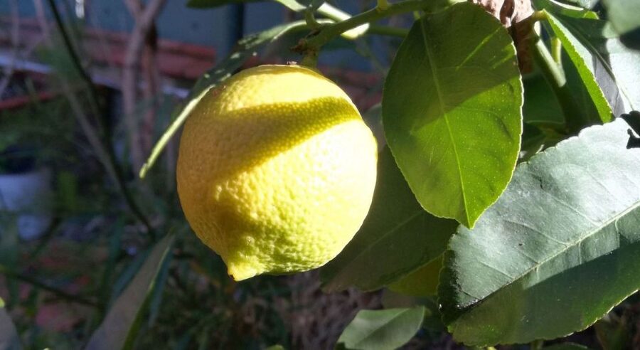 Palermo: Cooking and Limoncello Class - White Wine, Lunch, and the Limoncello Lesson