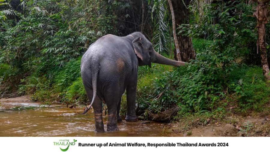 Phuket: Elephant Sanctuary Tour, Cooking Class & Lunch - Watching the river bathing session