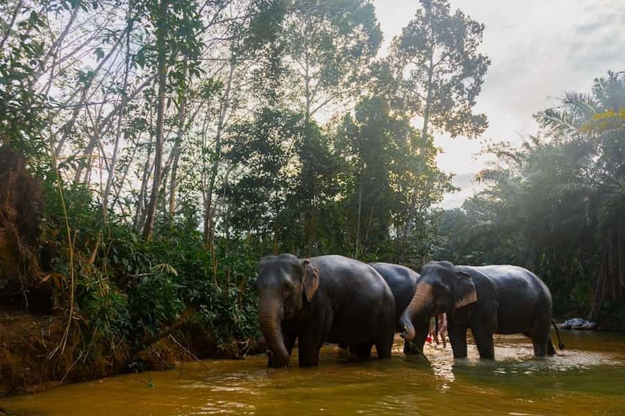 Phuket: Elephant Sanctuary Tour, Cooking Class & Lunch - Thai food, lunch, and a one-dish cooking class