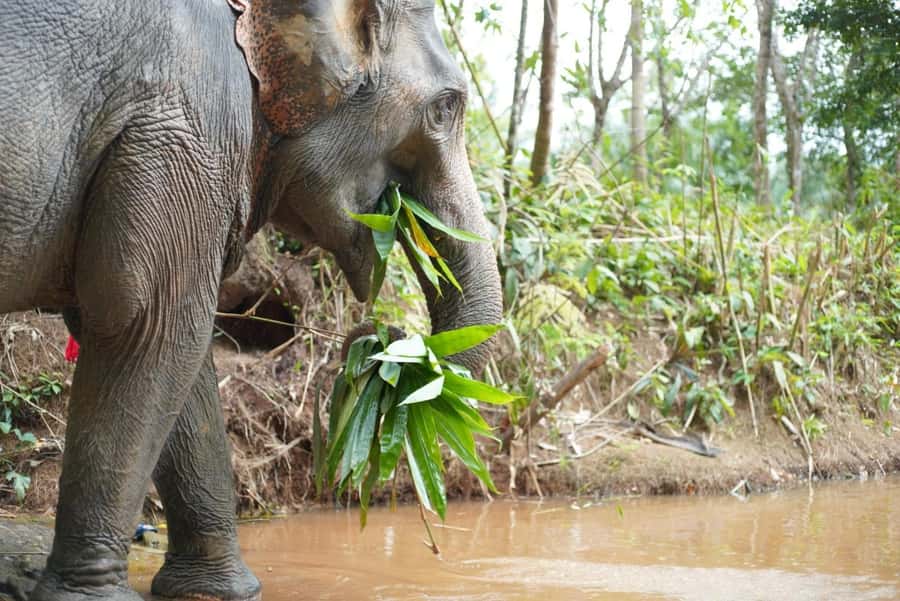 Phuket: Elephant Sanctuary Tour, Cooking Class & Lunch - Sai Rung Waterfall and changing conditions