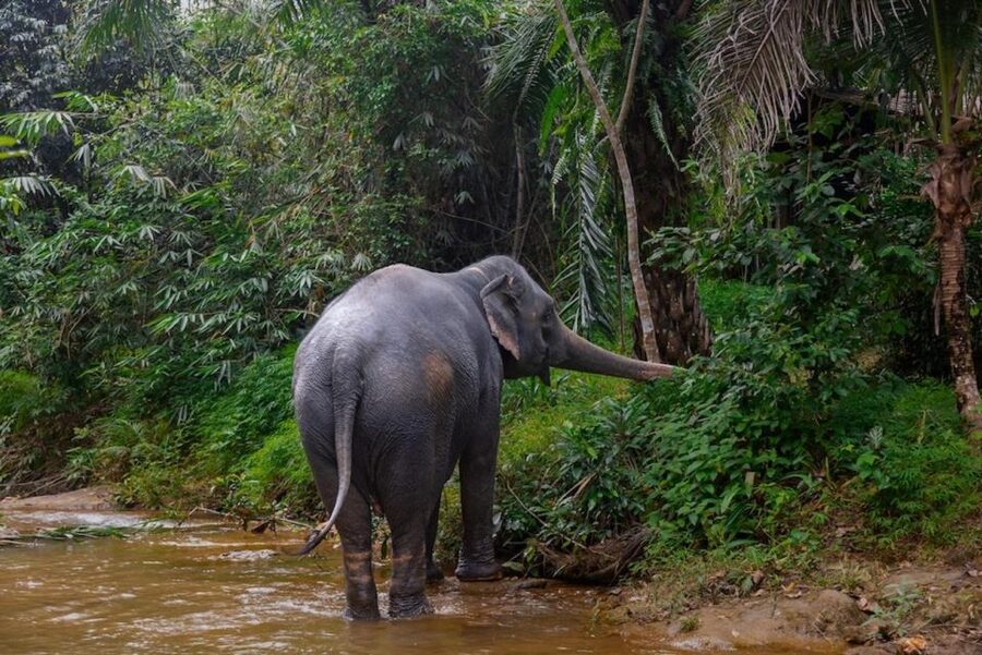 Phuket: Elephant Sanctuary Tour, Cooking Class & Lunch - What the price includes at $102