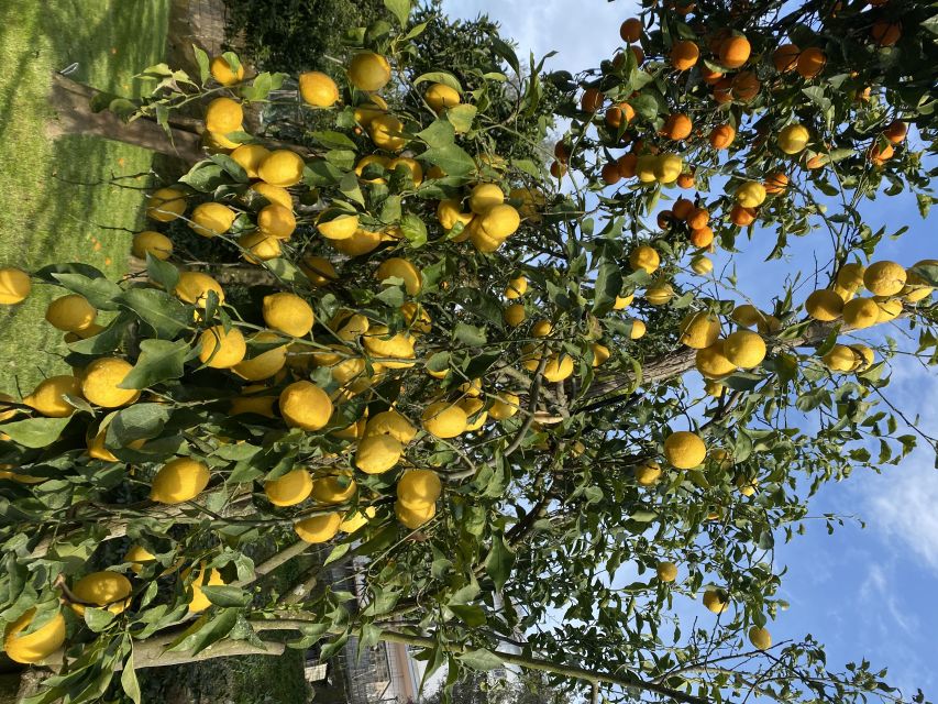 Piano di Sorrento: Cooking Class with Food Tasting and Wine - Key points at a glance