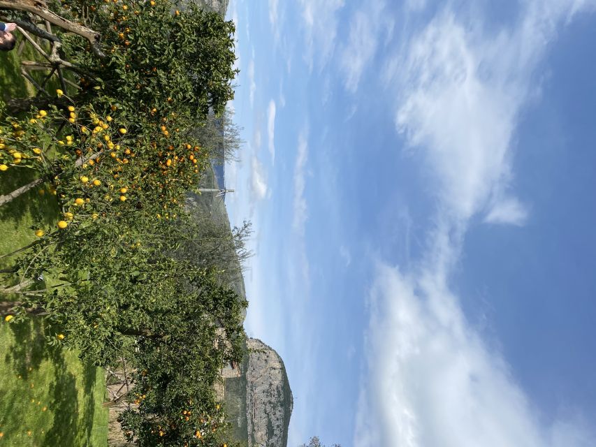 Piano di Sorrento: Cooking Class with Food Tasting and Wine - Booking details worth knowing