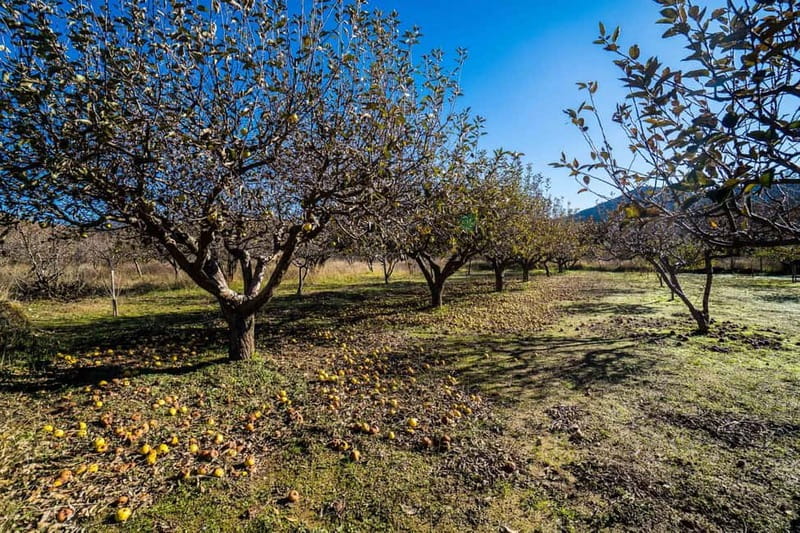 Private Jeep Tour to Psiloritis Mountain & Cooking Lesson - A two-hour cheese-making class at Psiloritis Chalet
