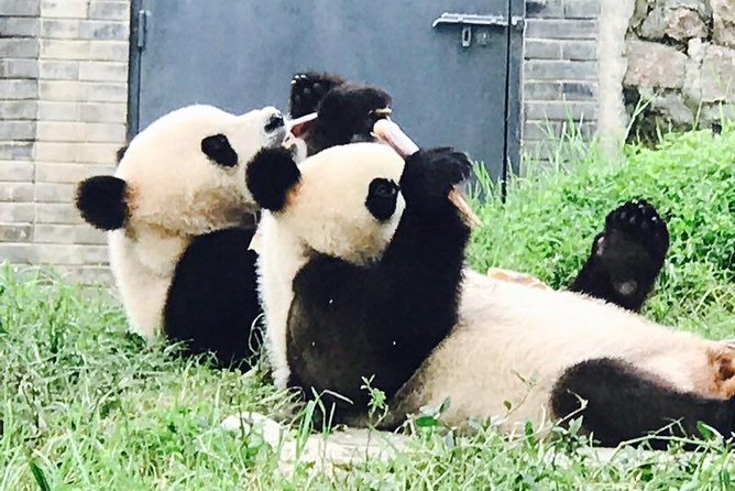 Private Panda Tour with Cooking Class One-day Trip - Why this Chengdu tour is more than a panda visit