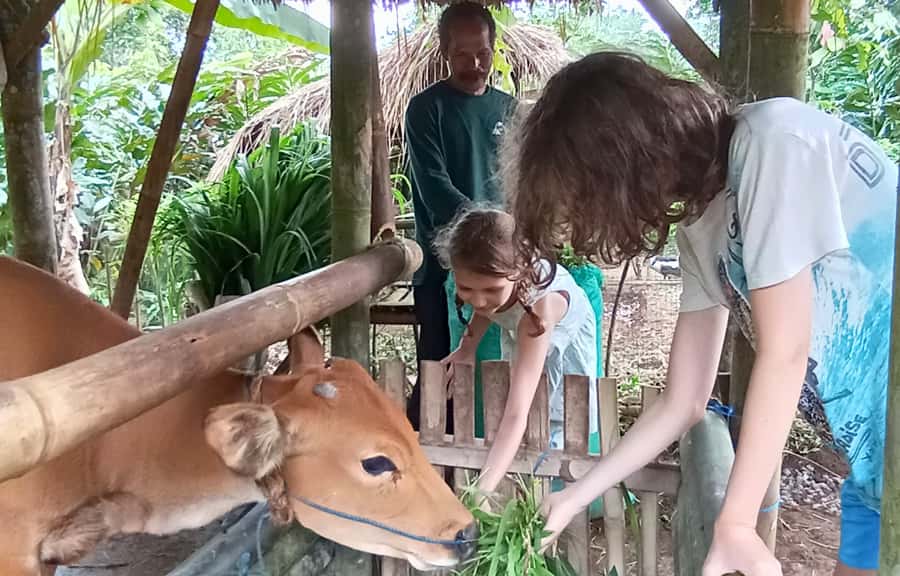 Pure Bali Village Experience Cooking & Jamu Class, Transfer - Making jamu with traditional ingredients