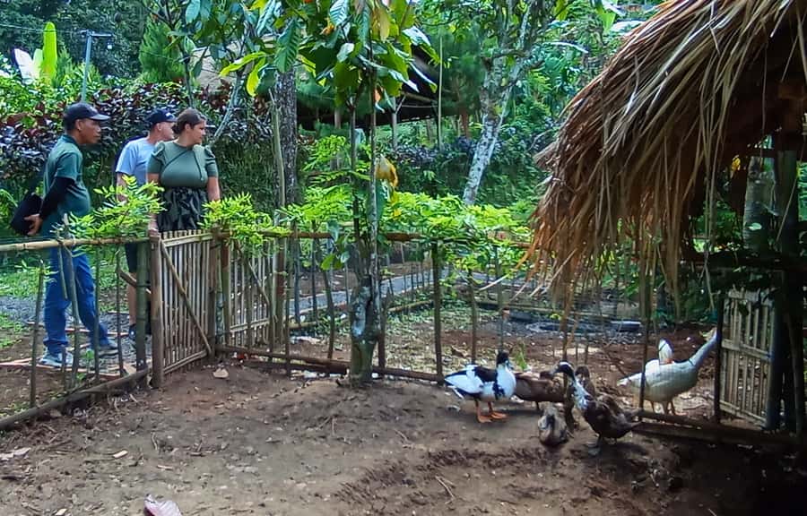 Pure Bali Village Experience Cooking & Jamu Class, Transfer - Downhill to Belulang Hot Spring