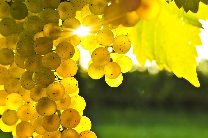 Rhodes Wine & Food Tour: 10 Meal Course Lunch, Wine Tasting, Cooking Class - The distillery stop: souma and tsipouro