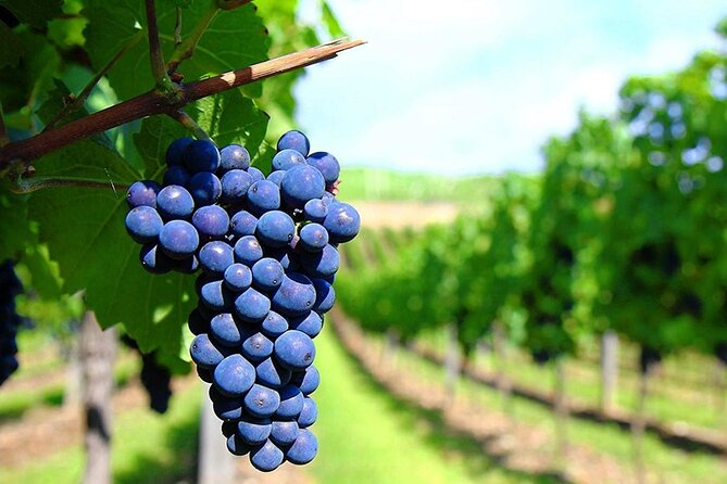 Rhodes Wine & Food Tour: 10 Meal Course Lunch, Wine Tasting, Cooking Class - What the price includes in practical terms