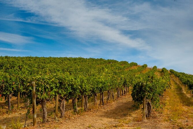 Rhodes Wine & Food Tour: 10 Meal Course Lunch, Wine Tasting, Cooking Class - Who will enjoy this Rhodes food and wine day