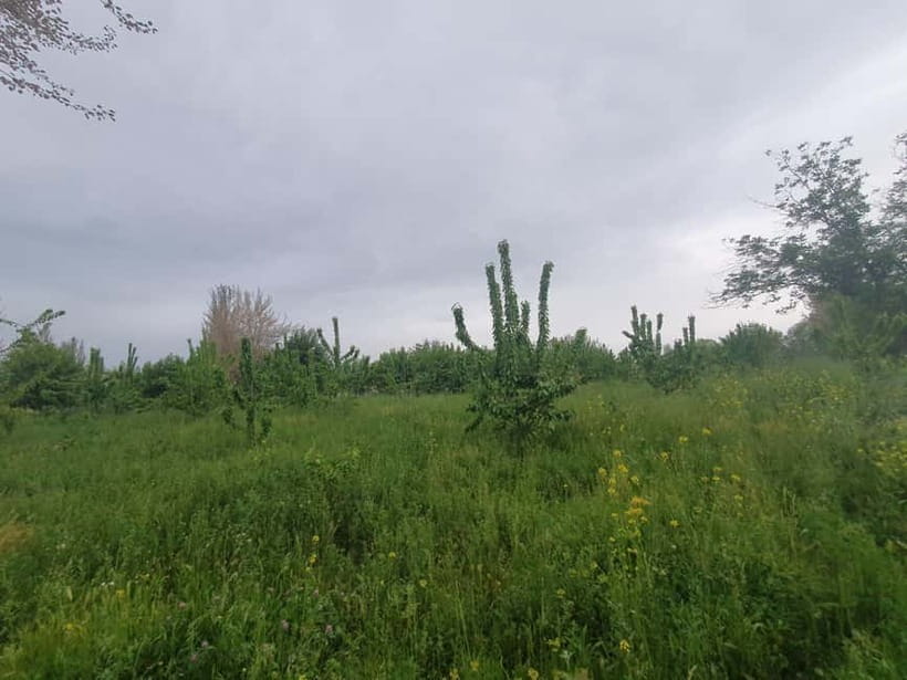 Samarkand: Village Tour with Plov Cooking Class & Home Visit - Walking through village homes, fields, and gardens