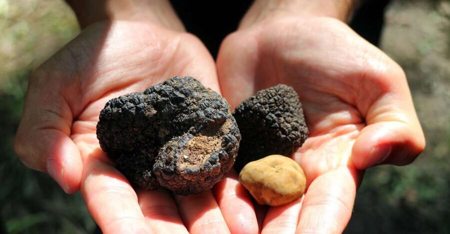 San Gimignano: Truffle Cooking Class with Wine Tasting - Arriving at Tenuta Torciano Winery