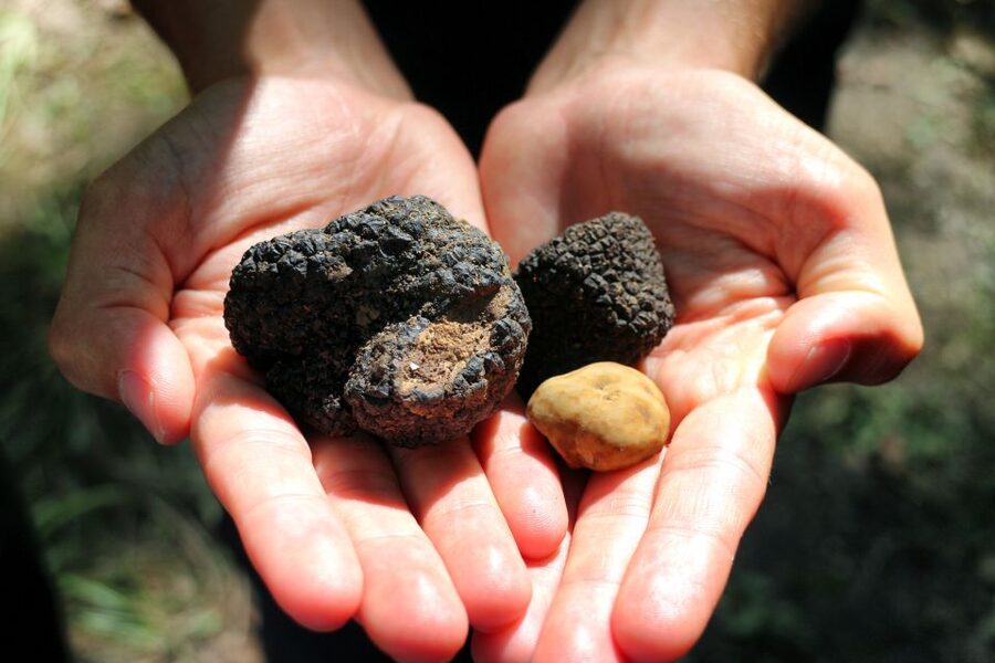 San Gimignano: Truffle Cooking Class with Wine Tasting - From cooking lesson to traditional Tuscan meal