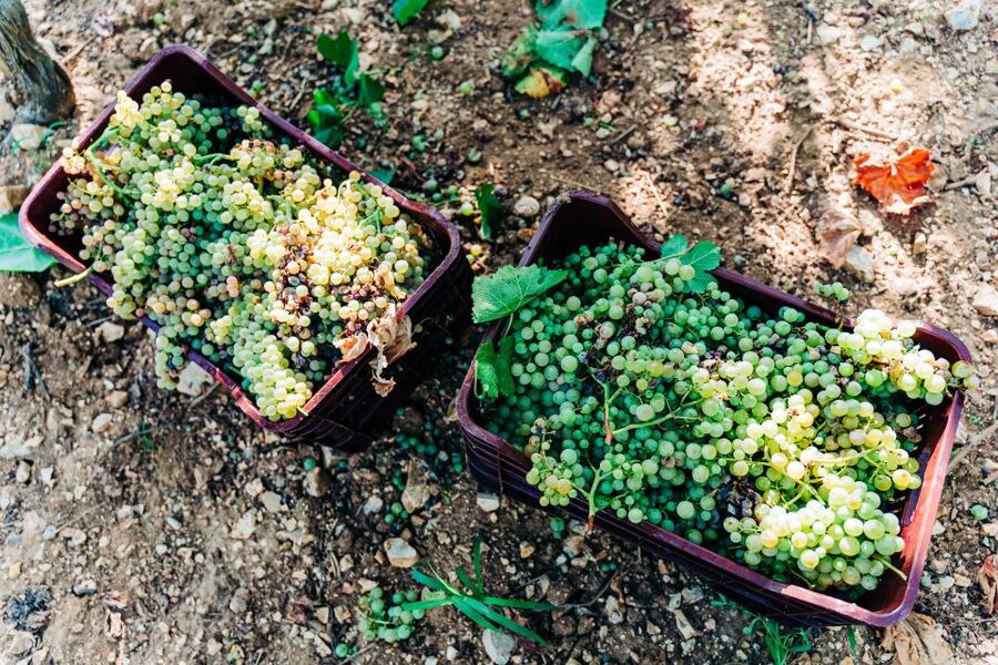 Santorini: Greek Cooking Class with Wine Tasting - From Greek Salad to Vinsanto Pork
