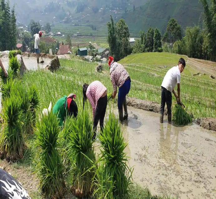 Sapa: Local Hmong Cooking Class - Red, yellow, and fresh rice from Sapa terraces