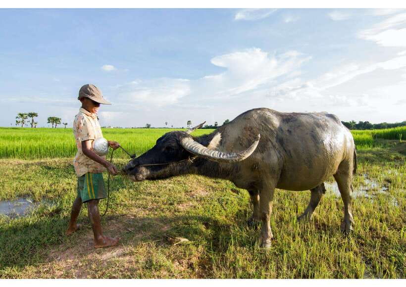 Siem Reap: Afternoon Cooking Class & Village Tour - Choosing vegetables at the farm