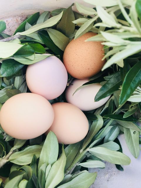 Siena countryside: cooking class in a real Tuscan farmhouse - Is the Il Caggio cooking class worth booking?